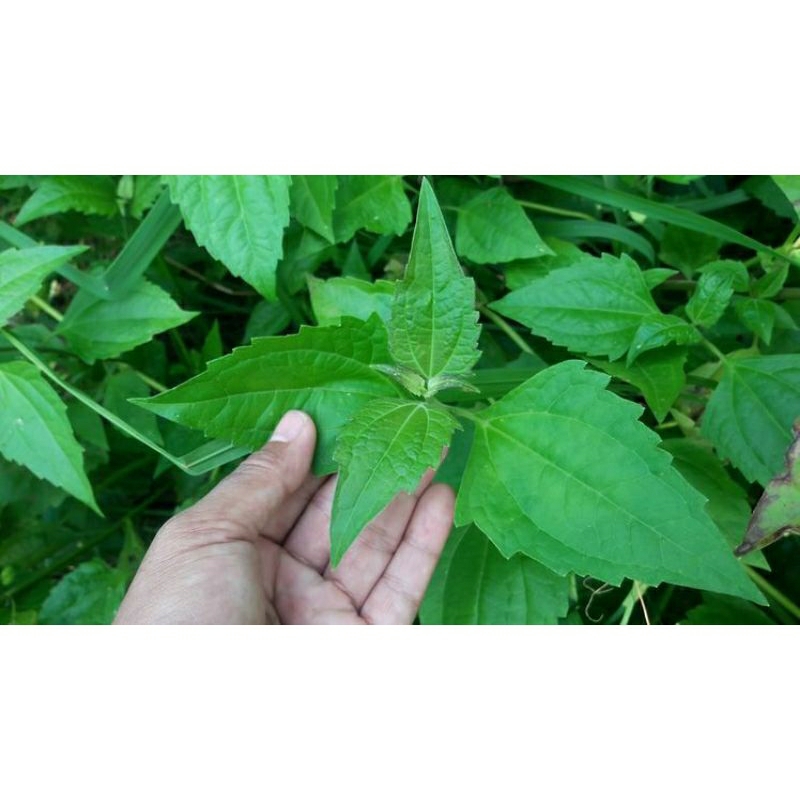 

daun balakacida segar 1kg