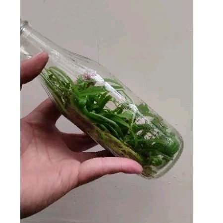 Bibit Botol Anggrek Bulan Hibrid Murah