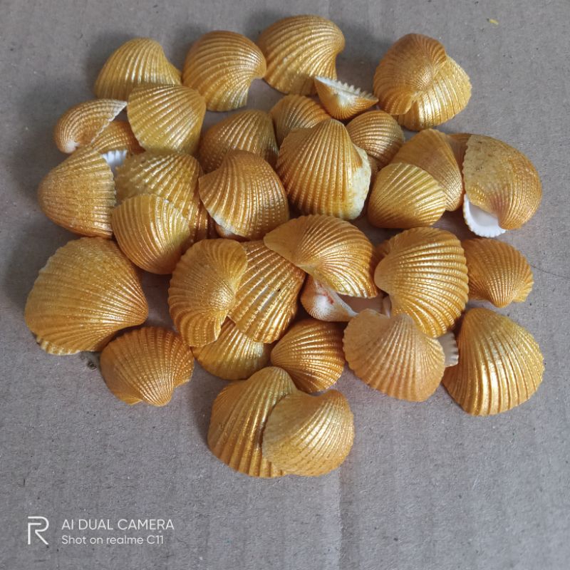 

kerang dara khusus warna gold