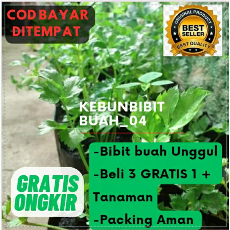 BIBIT SELEDRI | BIBIT DAUN SOP