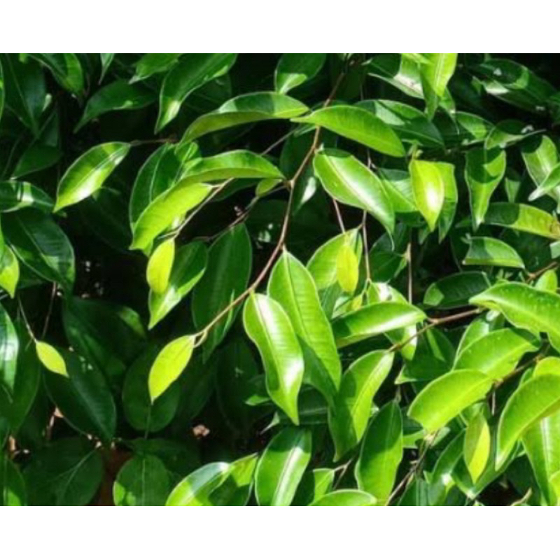 

Daun beringin segar petik langsung 500 gram-az