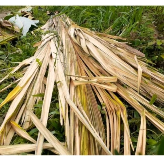 

Daun Aren Muda Segar 500 gram