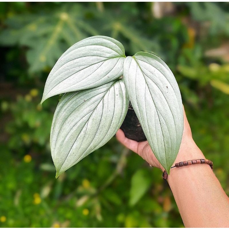 Scindapsus silver sp borneo