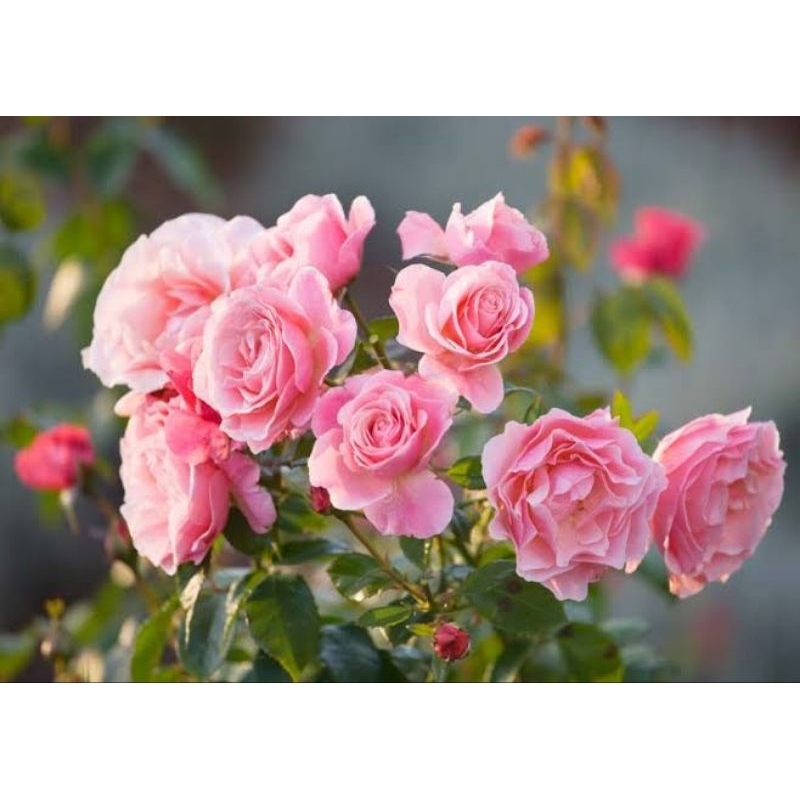 mawar floribunda pink tanaman bunga hias