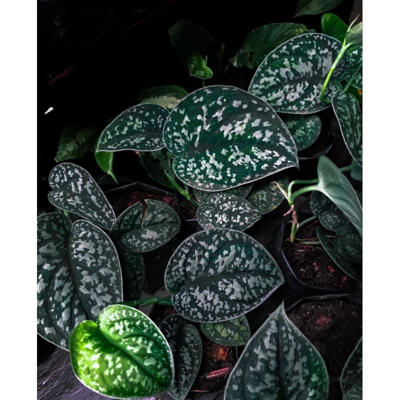 scindapsus picktus argyraeus