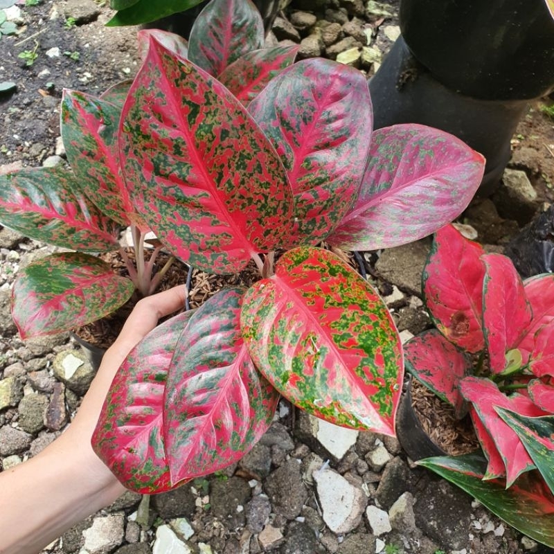 Aglaonema Stardust Aglonema Red Star dust aglo stardas