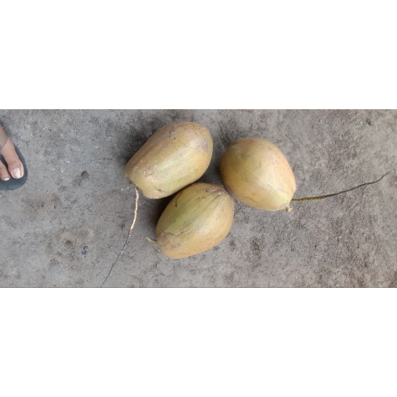 

kelapa kopyor asli Pati dukuhseti 100% rasa mantap ukuran 44 45