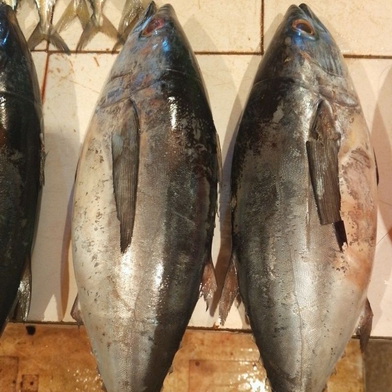 

ikan tongkol 1kg