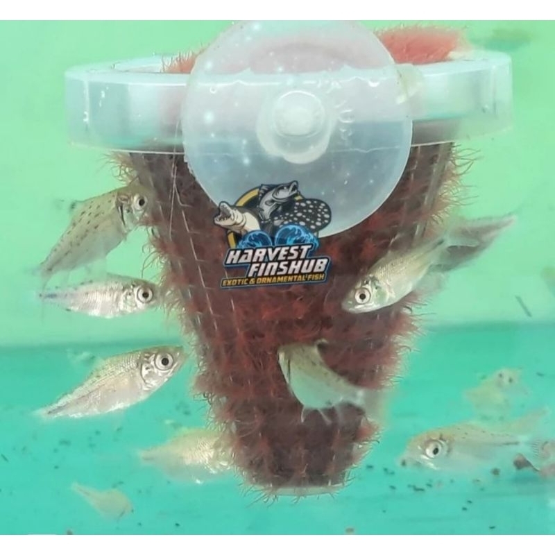 red feifeng/american flag tail rff 2cm 3cm