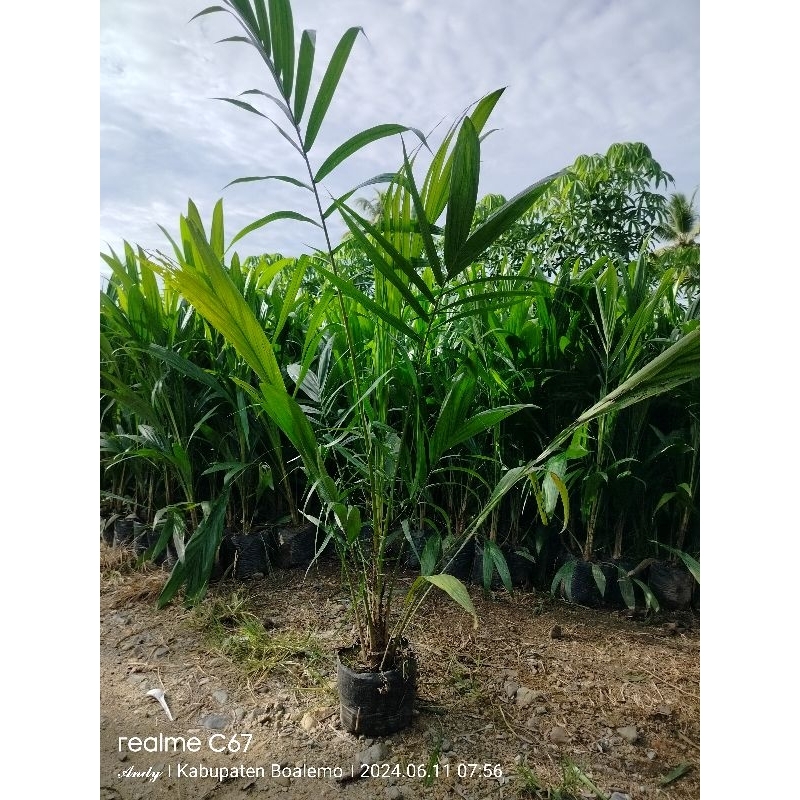 Bibit Kelapa Sawit Unggul