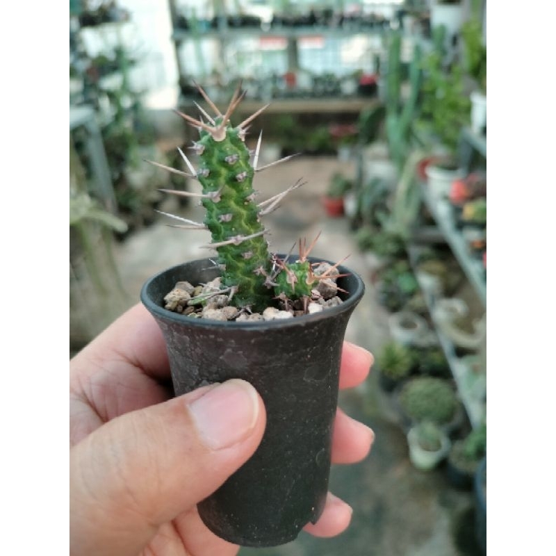 Euphorbia Ellenbeckii kecil