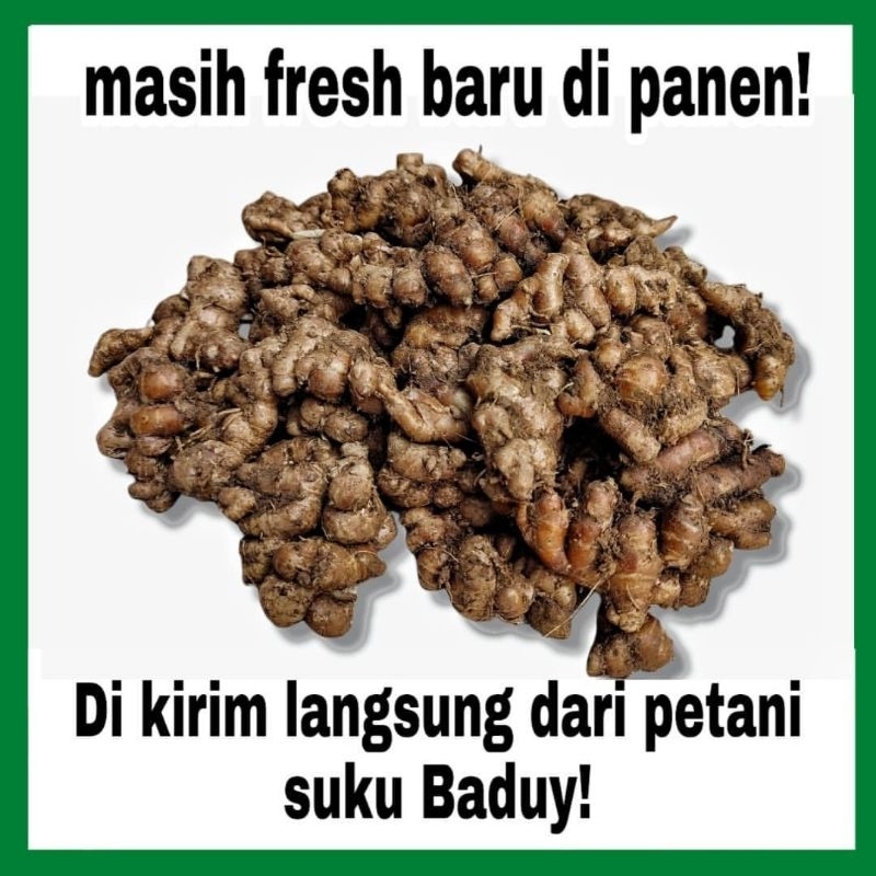 

kencur fresh dari hutan suku baduy