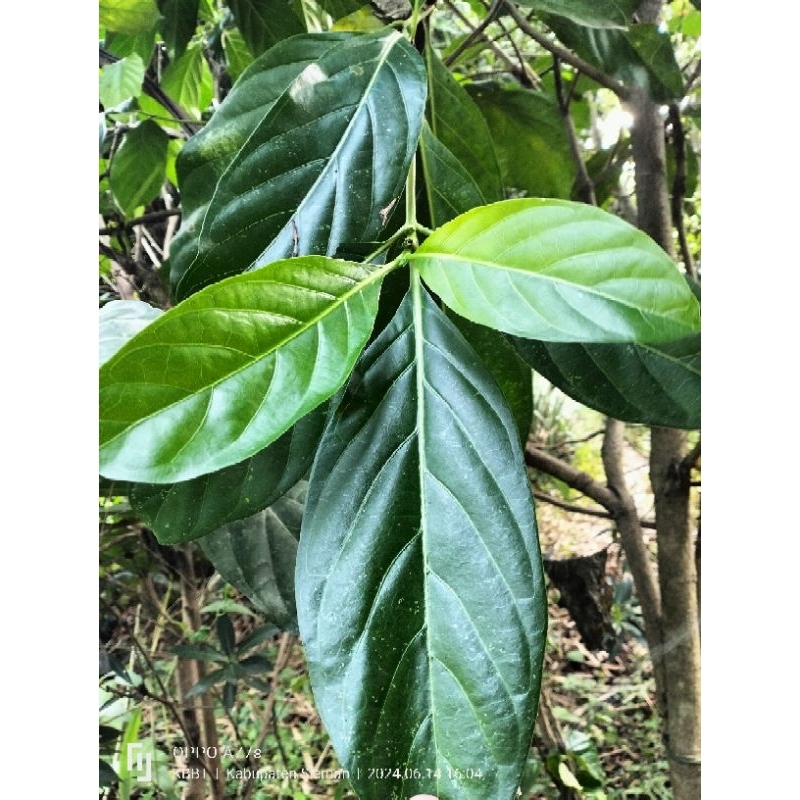 

100gram daun mengkudu/daun pace segar