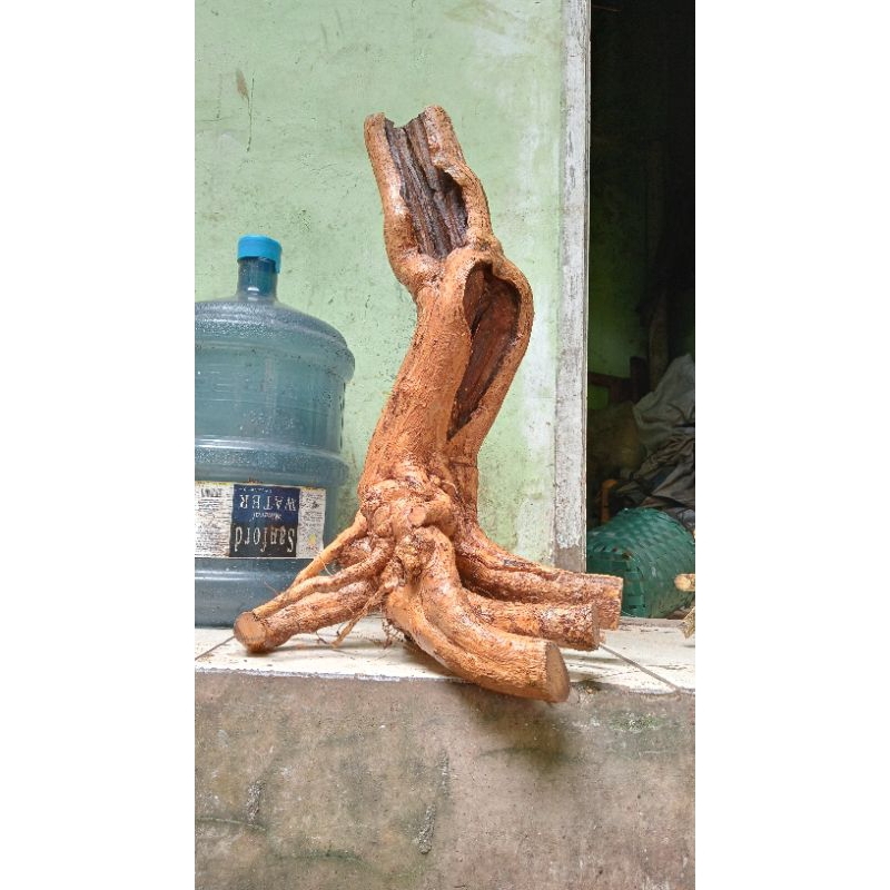 Bahan Bonsai Wahong Gunung Jumbo Karakter Tua Realpict 56