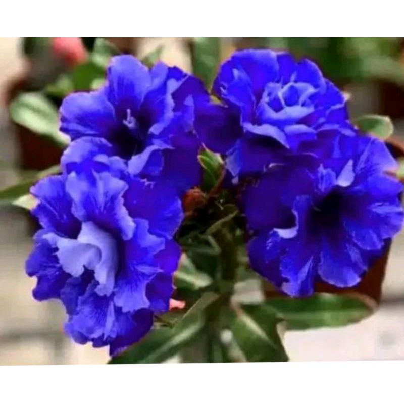 bunga adenium warna biru-bagus