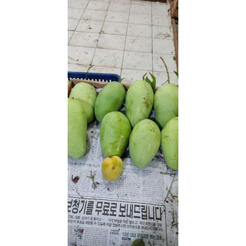 

mangga kebo