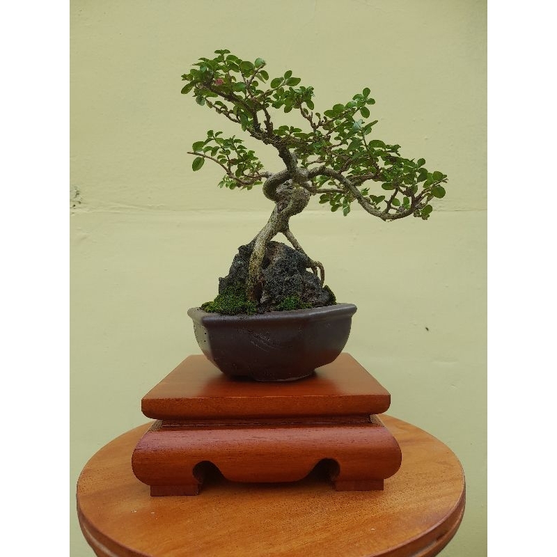 meja bonsai/meja kecil/bonsai mame/tatakan bonsai