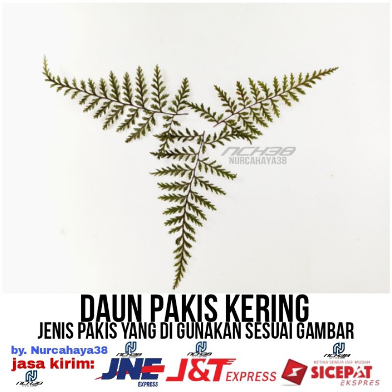[ 1 PACK ] Daun pakis kering hiasan dekorasi