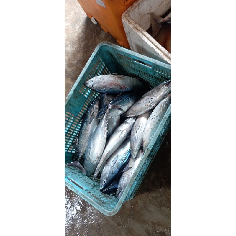 

ikan tongkol (semangka)