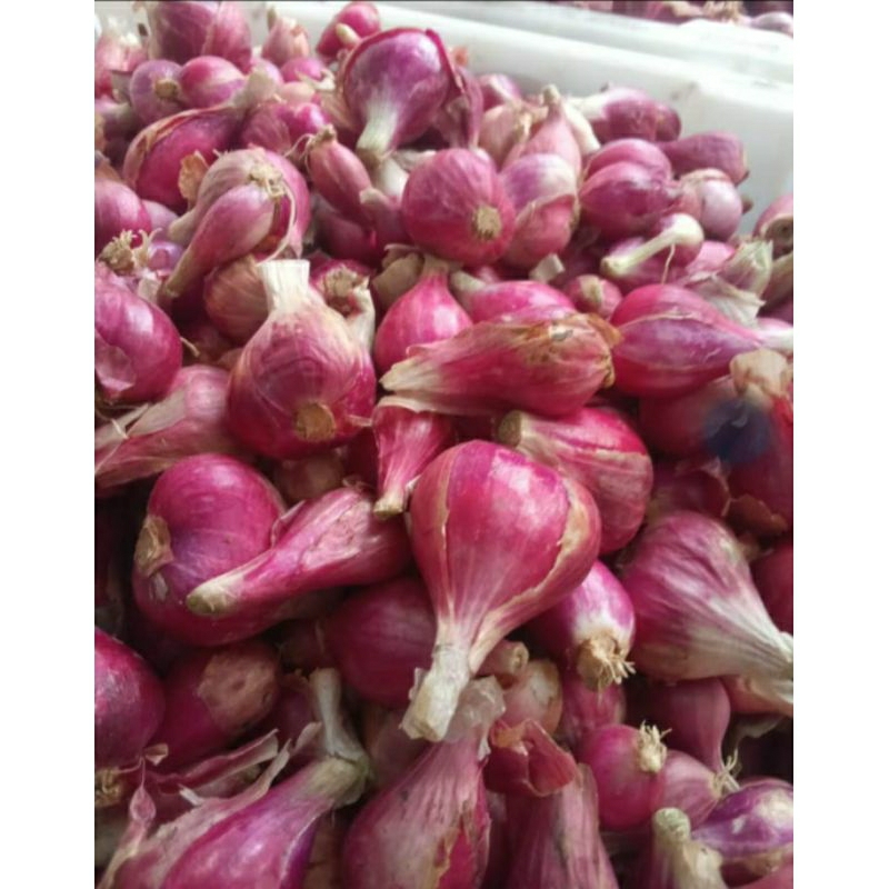 

BAWANG BREBES SUPER 500-1KG