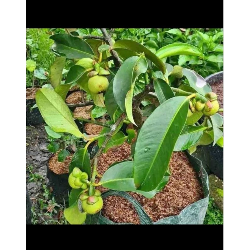 bibit tanaman buah manggis okulasi cangkok siap berbuah/berbuah
