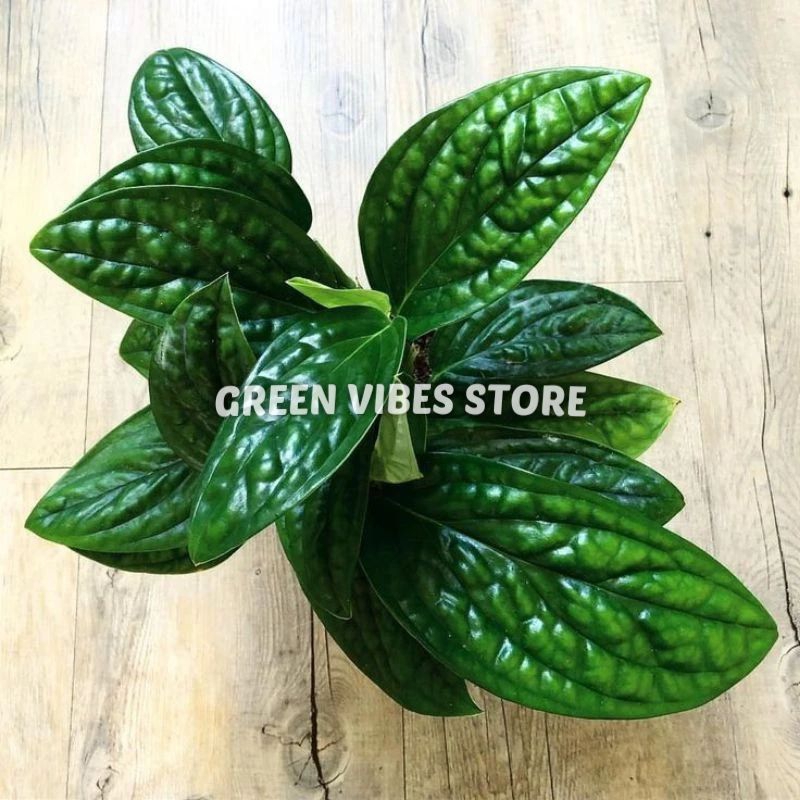 jual tanaman hias anthurium sirih badak