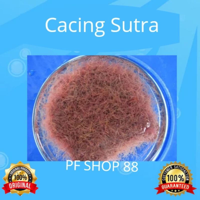 Cacing Sutra Casut hidup pakan ikan hias