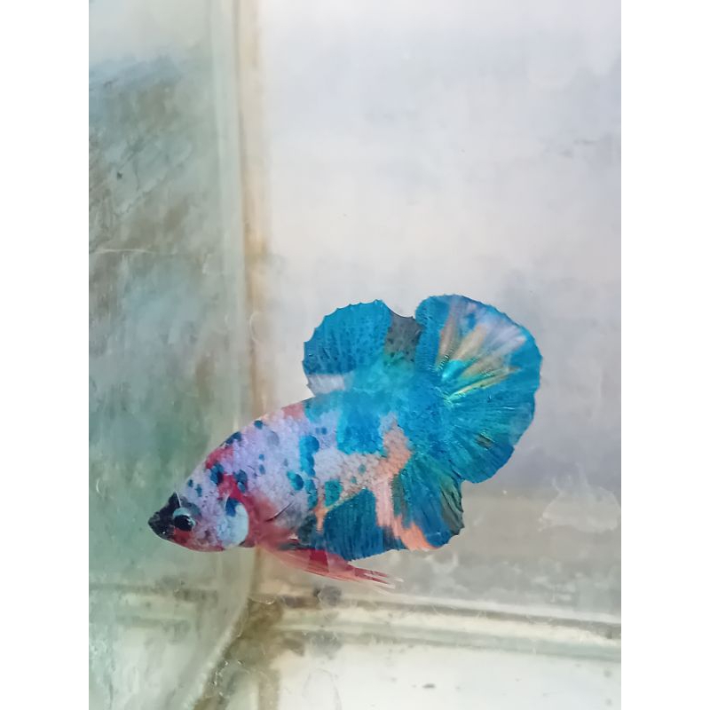 

1pair pk multycolour