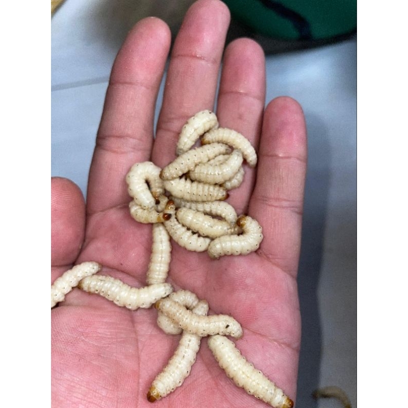 ulat bambu/cangcilung isi 30 ekor