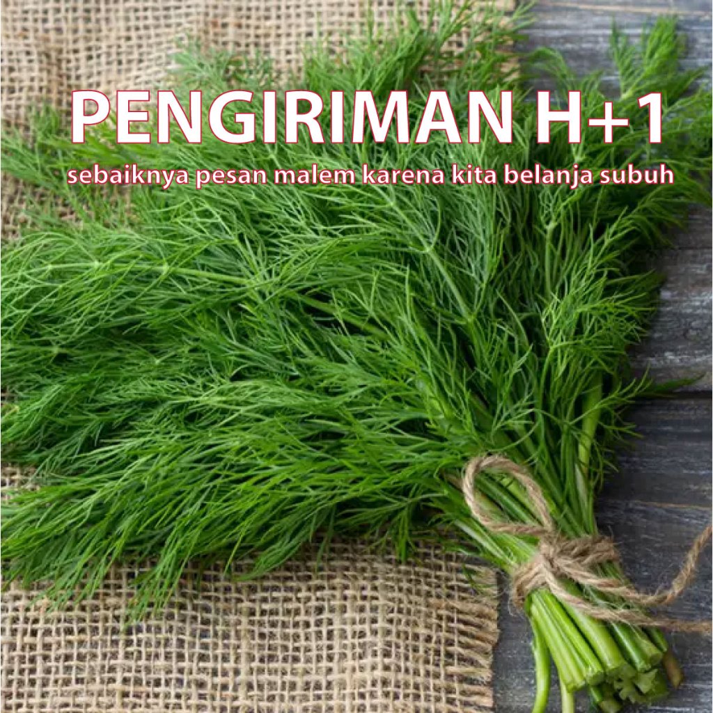 

Sayuran Dill per iket 1 kg