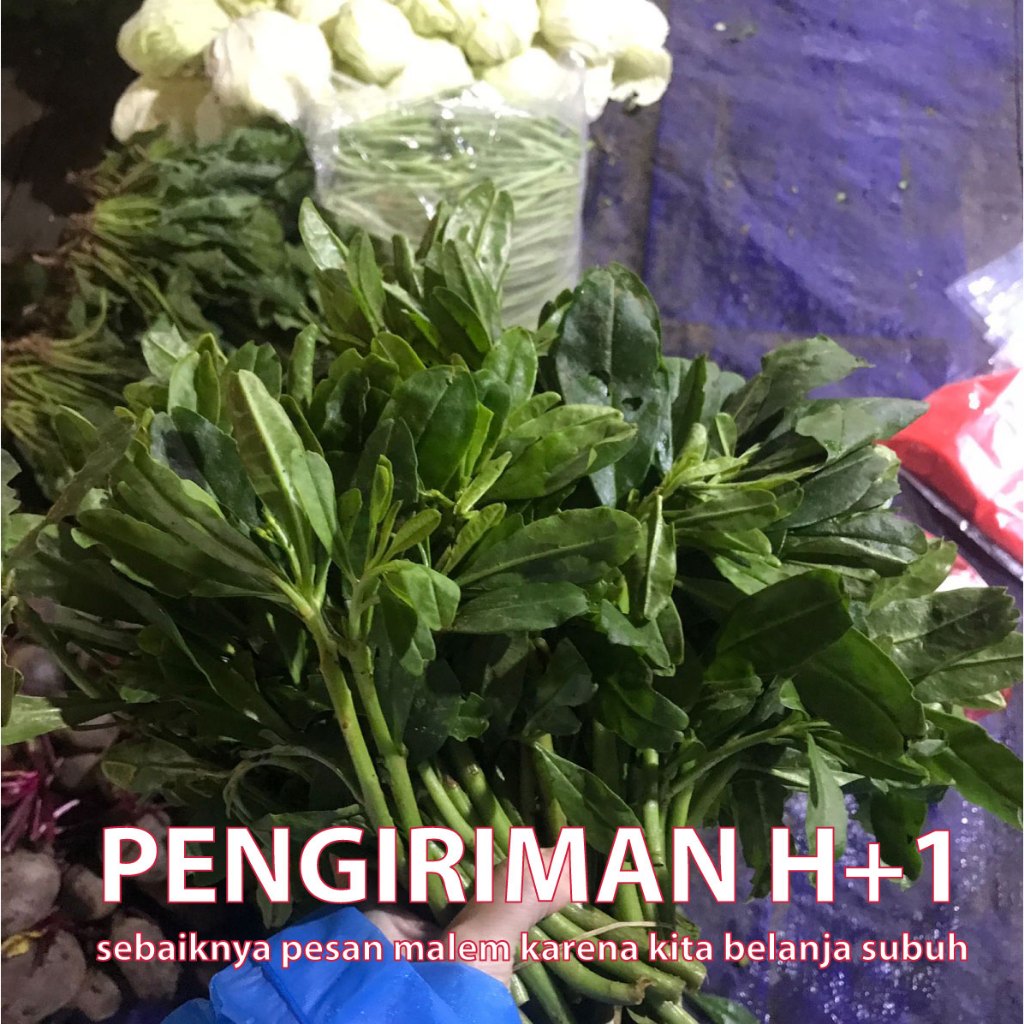 

Daun ginseng per iket besar sayuran segar
