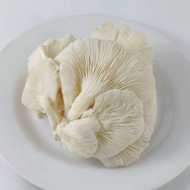 

kirim instan jamur tiram 200gr