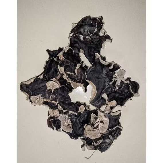 

Jamur Kuping Kering 1KG Kualitas Super