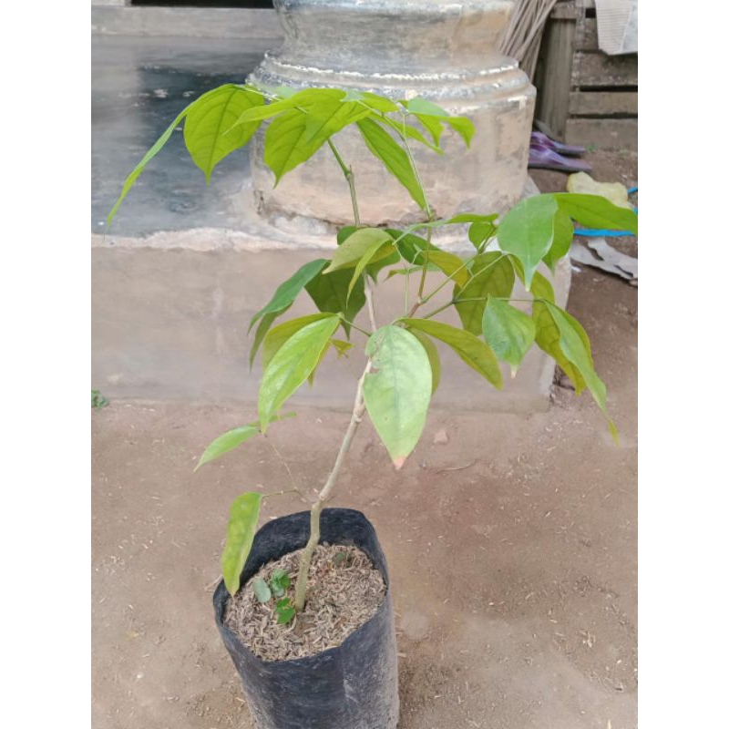 bibit tanaman jolang jaling