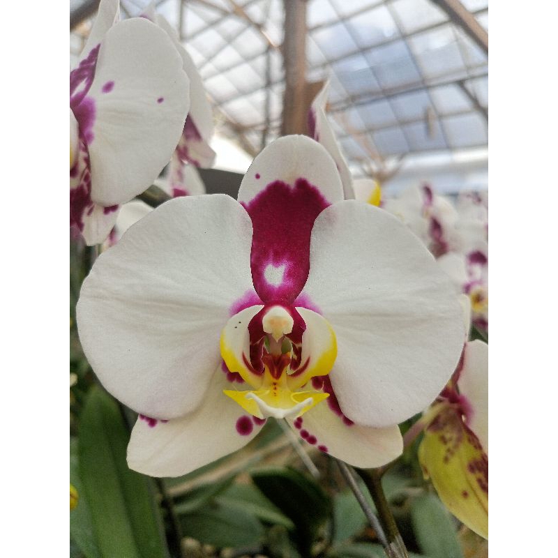 anggrek bulan premium dalmation putih bintik maroon phalaenopsis hybrid bunga jumbo kondisi knop mek