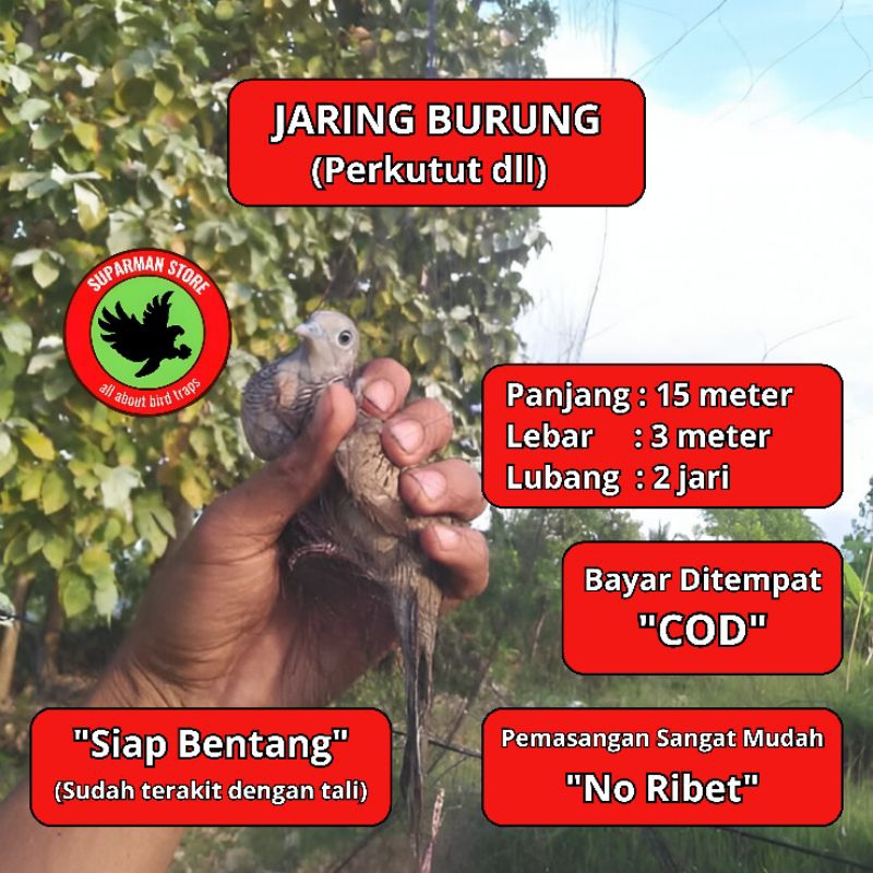 JARING BURUNG PERKUTUT 10 JARING BURUNG KUTUT JARING BURUNG KUTUT JARING BURUNG BESAR JARING BURUNG 