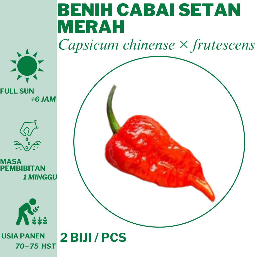 144 Benih Cabai Setan Merah  Bibit Unggulan Hidroponik Tanam