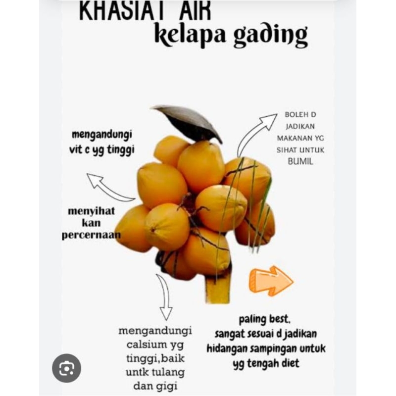 

Buah Kelapa Gading Kuning Dan Oren Genja 1 Buah Obat Herbal Tradisional Termurah