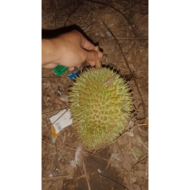 

durian