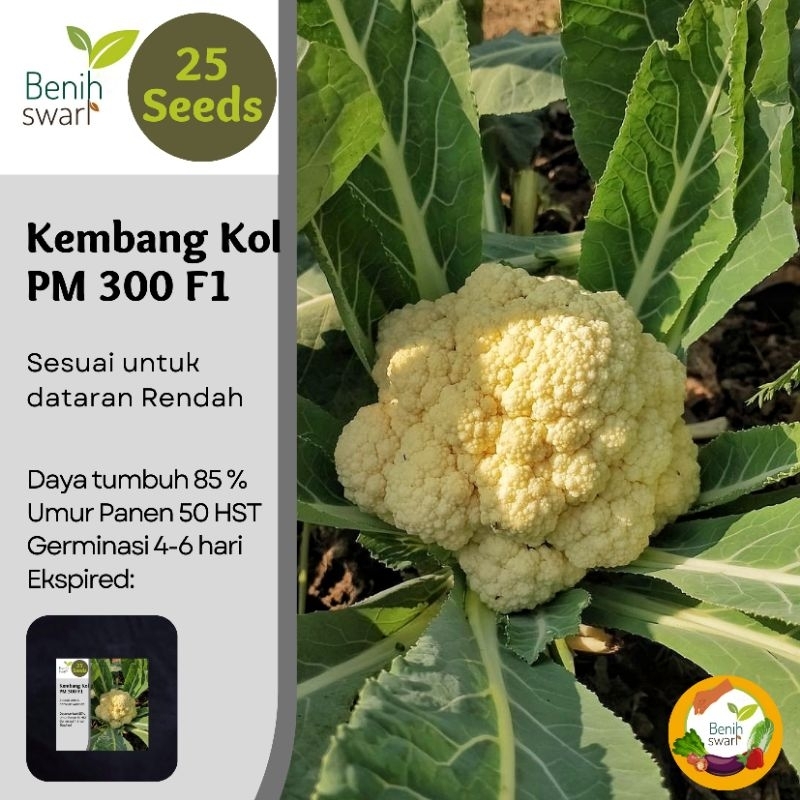 Benih Swari: (isi 25 butir) Benih Kembang kol Dataran Rendah / Bunga Kol PM 3000 F1