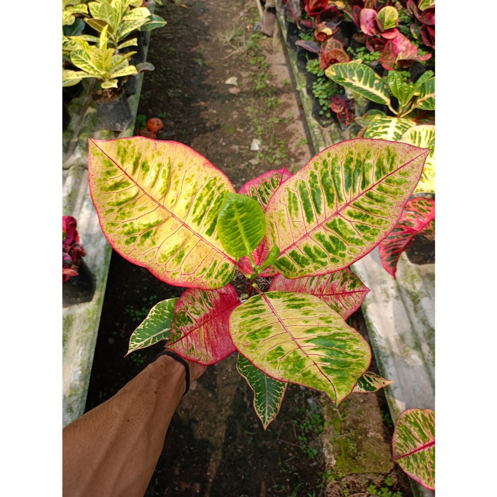 Puring Black Moonlight Tanaman hias