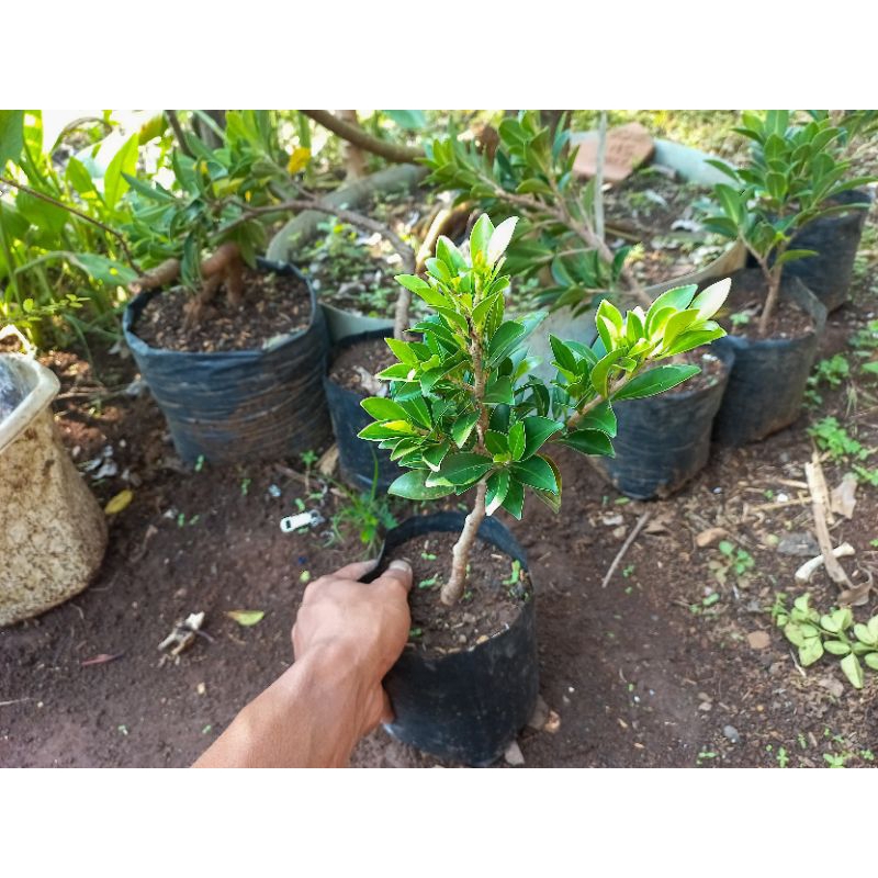 bibit bonsai ficus elegan/bibit beringin elegan/ficus elegan