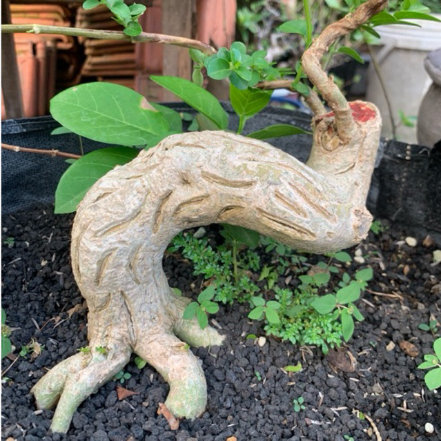 Bahan Bonsai Sancang Meliuk (Program Akar) Sesuai foto