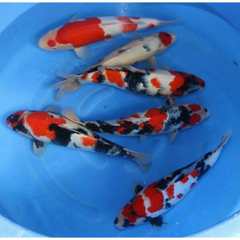 

paketan 6 ekor koi mix berkualitas grade A+ ukuran 30-40cm