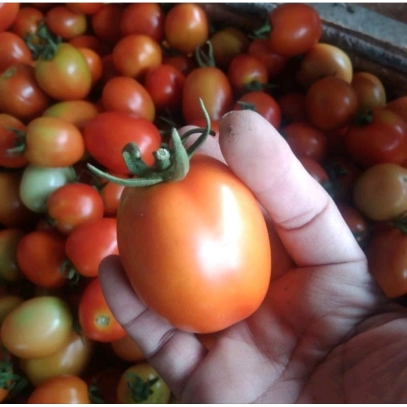 

Tomat Segar Baru Petik dari Petani Berat 1Kg