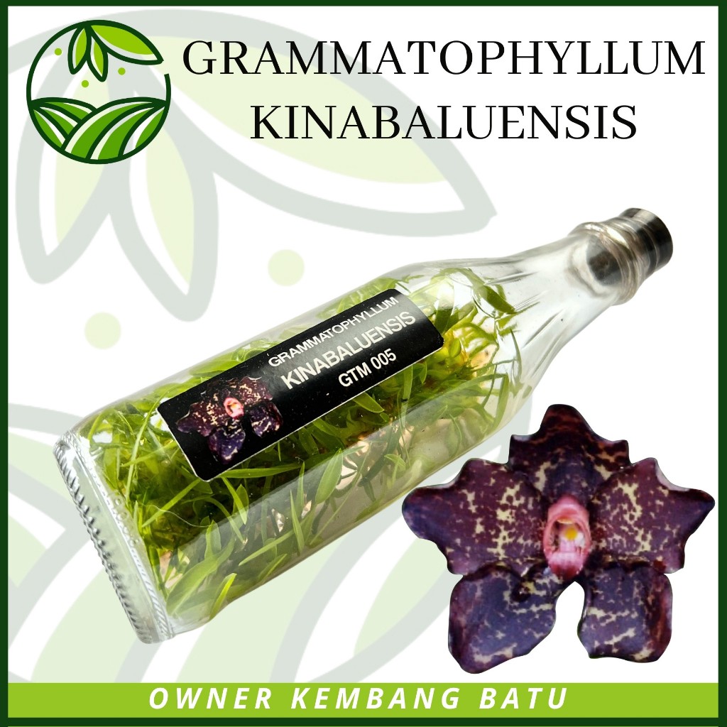 Botolan Anggrek Grammatophyllum KINABALUENSIS Isi 30-45 Siap Aklim