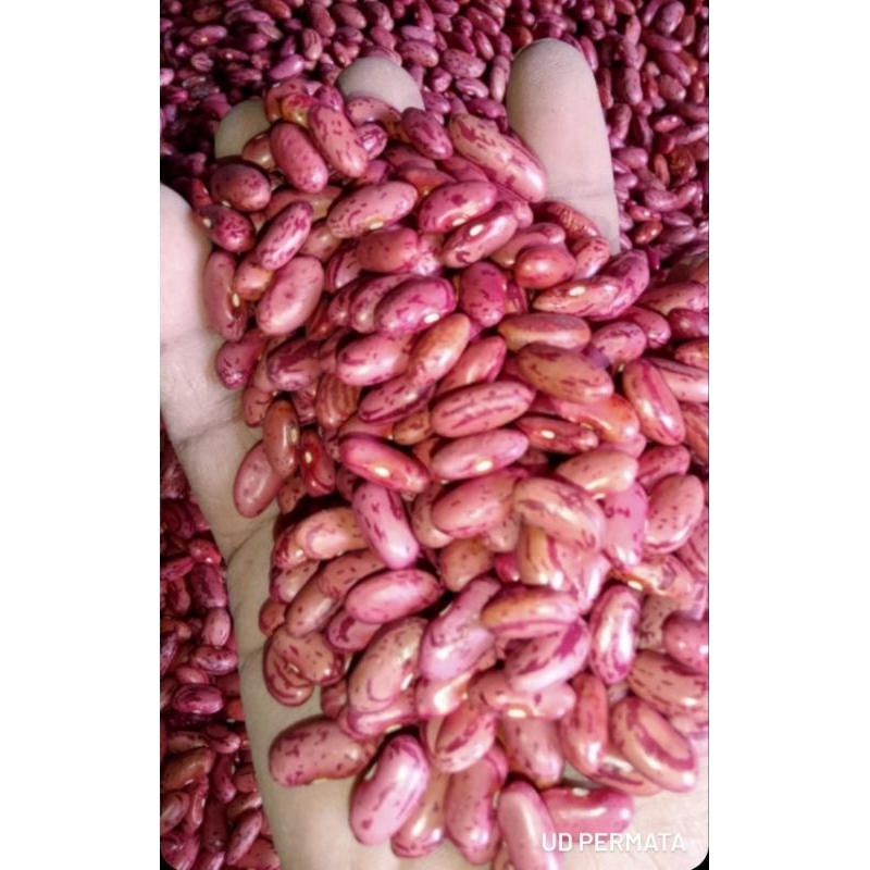 

kacang merah kering kemasan 1 kg