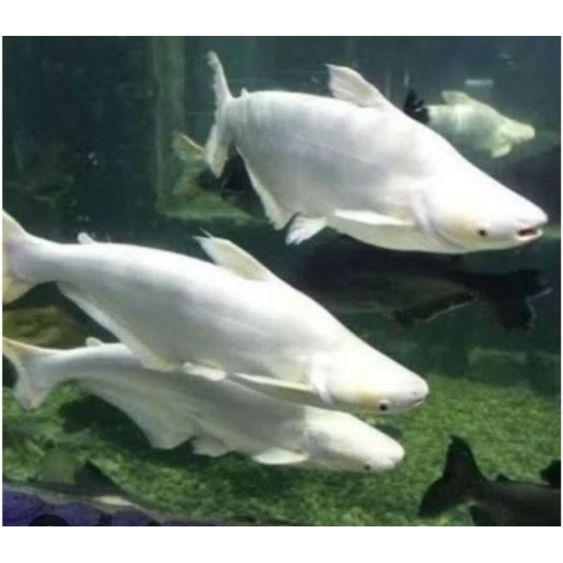 

Ikan Patin Albino Mata merah