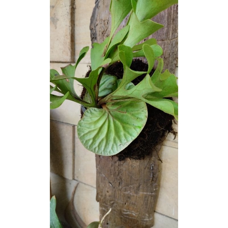 Platycerium Ridleyi Simbar menjangan kalimantan