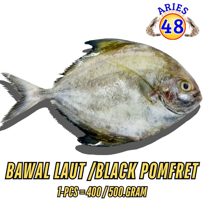 

Ikan Bawal Laut Segar 350Gram